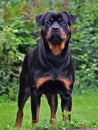 A young female rottweiler,outdoor Royalty Free Stock Photo