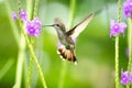 Dainty hummingbird in flight feeding on purple flowers.