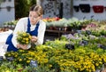 Young female seller holding wallflowers in pot