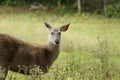 Young female sambar deer in khao yai national park thailand