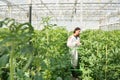 Young female scientist researching on tomato crops in greenhouse Royalty Free Stock Photo