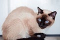 Young, Female Siamese Cat at Home, in Front of a White Wall Royalty Free Stock Photo