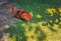 Young sika deer Cervus nippon Royalty Free Stock Photo