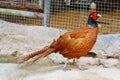 A Young Female Silver Pheasant Royalty Free Stock Photo