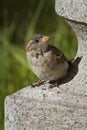 Young female sparrow