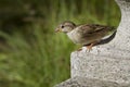 Young female sparrow on stone sculpture