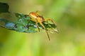 Young female spider sits on the tip of leaf