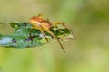 Young female spider sits on the tip of leaf