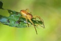 Young female spider sits on the tip of leaf