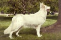 Barely adult female of swiss white shepheard in park