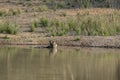 Young Female Tiger in Waterhole at Bandhavgarh national Park Madhya Pradesh India Royalty Free Stock Photo