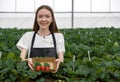 Young female tourist in apron holding paper box containing freshly picked Japanese strawberries from the garden. Fragrant, sweet, Royalty Free Stock Photo