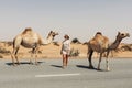 A young female tourist in sunglasses stands on the side of the road surrounded by a herd of camels, Dubai, UAE.