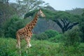 Young female Uganda giraffe walking through a meadow with acacia forest in background Royalty Free Stock Photo