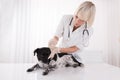 Female Vet Cleaning Dog`s Ear Royalty Free Stock Photo