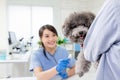 Veterinarian at veterinary clinic