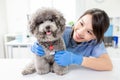 Veterinarian at veterinary clinic