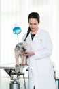 Veterinarian examining sick puppy