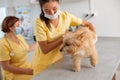 Young female veterinarian taking care of dog in clinic