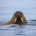 Young female walrus with short tusks