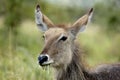 Young female waterbuck grazing Royalty Free Stock Photo