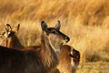 Young female Waterbuck Royalty Free Stock Photo