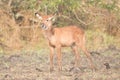 Young female waterbuck stands looking at camera Royalty Free Stock Photo