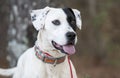 Happy Dalmatian Pointer mixed breed dog outside on leash