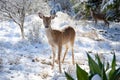 A young female white-tailed deer stand still in the snow on a winter`s day in the forest. Royalty Free Stock Photo