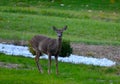 Whitetailed deer standing alert in yard in autumn