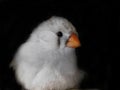 Young female white Zebra Finch