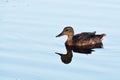 A young female wild mallard duck and a reflection in the water Royalty Free Stock Photo