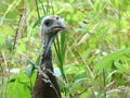 Young Female Wild Turkey Hen Attentive in Tall Grass Royalty Free Stock Photo