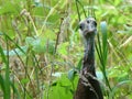 Young Female Wild Turkey Hen with a Sweet Expression in Tall Grass Royalty Free Stock Photo