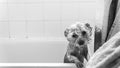 Young female Yorshire Terrier taking a shower in a bathtu