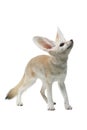 Fennec fox on a white background in studio Royalty Free Stock Photo