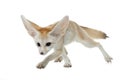 Fennec fox on a white background in studio Royalty Free Stock Photo