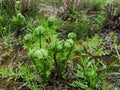 A young fern bush. the leaves of the porter slowly unwind in the spring. Fern snails are spinning. Young leaves. Royalty Free Stock Photo