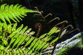 Young fern closeup. Royalty Free Stock Photo