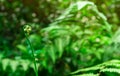 Young fern fiddlehead on bokeh and blurred background of green leaves in wild. Fern curl and spiral leaf. Plant growing in forest Royalty Free Stock Photo