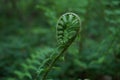 Young fern in the forest