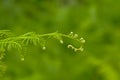 Young fern frond unrolling, selective focus Royalty Free Stock Photo