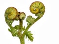 Young fern fronds, fiddlesticks. Isolated on white.