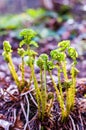 Young Fern Fronds opening in the forest. Ferns are a very ancient family of plants: early fern fossils predate the beginning of