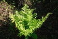 A young fern grown in a spring forest Royalty Free Stock Photo