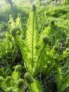 Young fern grows in early spring. Spring crops. Fern leaves unwind slowly in spring. The first leaves of fern in the Royalty Free Stock Photo