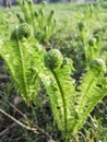 Young fern grows in early spring. Spring crops. Fern leaves unwind slowly in spring. The first leaves of fern in the Royalty Free Stock Photo