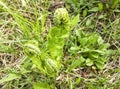 Young fern grows in early spring. Spring crops. Fern leaves unwind slowly in spring. The first leaves of fern in the Royalty Free Stock Photo