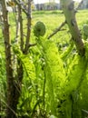 Young fern grows in early spring. Spring crops. Fern leaves unwind slowly in spring. The first leaves of fern in the Royalty Free Stock Photo