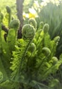 Young fern grows in early spring. Spring crops. Fern leaves unwind slowly in spring. The first leaves of fern in the Royalty Free Stock Photo